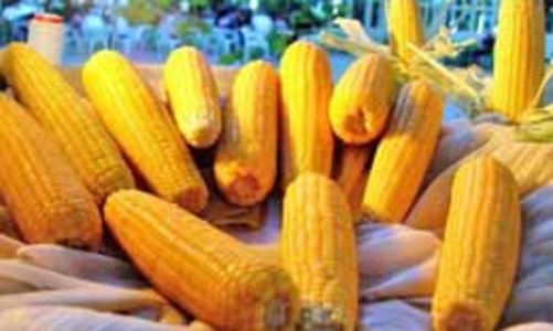 Sinh vật biến đổi gen có thể làm thực phẩm