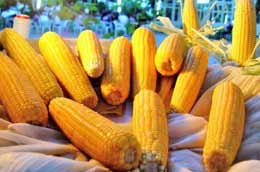 Ngô biến đổi gen.