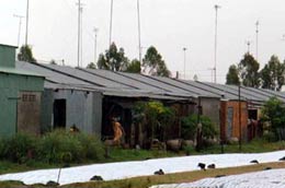 Một cụm tuyến dân cư vùng ngập lũ đồng bằng sông Cửu Long.