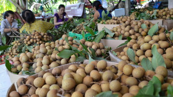 Dự báo nhãn Việt Nam năm nay sẽ được mùa. (Ảnh minh họa)