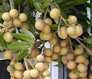 Nhãn là một trong 5 mặt hàng phải tuân theo quy định mới về xuất khẩu sang thị trường Trung Quốc.