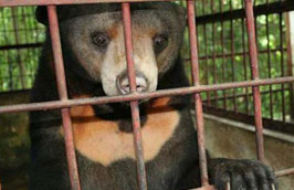 Hiện nay việc nuôi, nhốt gấu trái phép vẫn đang diễn ra tại nhiều địa phương.