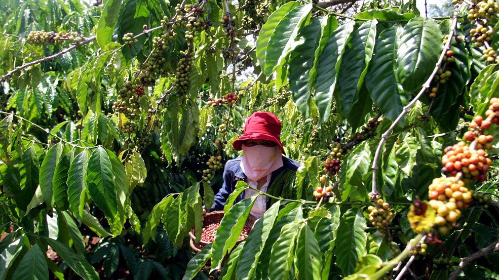 Xét về thị trường tiêu thụ nông sản năm 2018, Bộ Nông nghiệp đánh giá dù đã có nhiều chuyển biến nhưng nhìn chung vẫn là khâu yếu. Ảnh minh họa: Quang Phúc