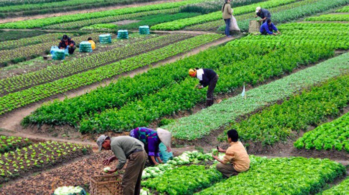 Nông nghiệp hữu cơ được Nhà nước hỗ trợ cao.