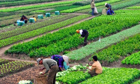 Nông nghiệp hữu cơ được Nhà nước dành nhiều hỗ trợ