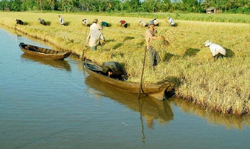 Cần Thơ xin Thủ tướng xóa 259 tỷ lãi vay cho Nông trường Sông Hậu