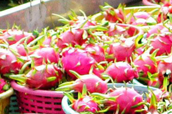 Đẩy mạnh xuất khẩu các mặt hàng nông sản được cho là một lựa chọn thích hợp trong giai đoạn tới. 