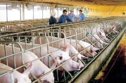 Người chăn nuôi lo lắng khi thuế nhập khẩu thức ăn chăn nuôi tăng.