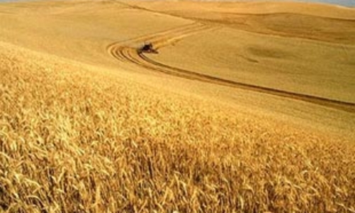 Nỗi khổ của nông dân Mỹ