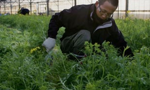 Thất nghiệp, giới trẻ Nhật đi làm ruộng