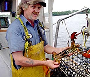 Giá bán buôn tôm hùm ở Maine hiện là 2,25 USD/pound, tương đương hơn 90.000 VND/kg.