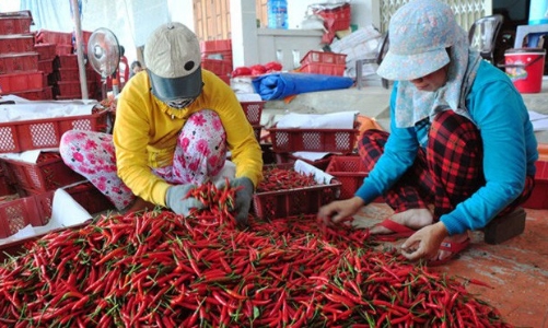 Trái ớt Việt Nam gặp khó ở thị trường Malaysia
