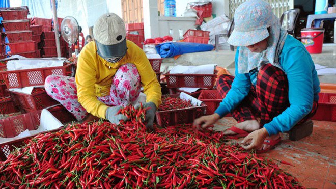Malaysia quyết định tạm dừng nhâp khẩu ớt từ Việt Nam - Ảnh minh hoạ.