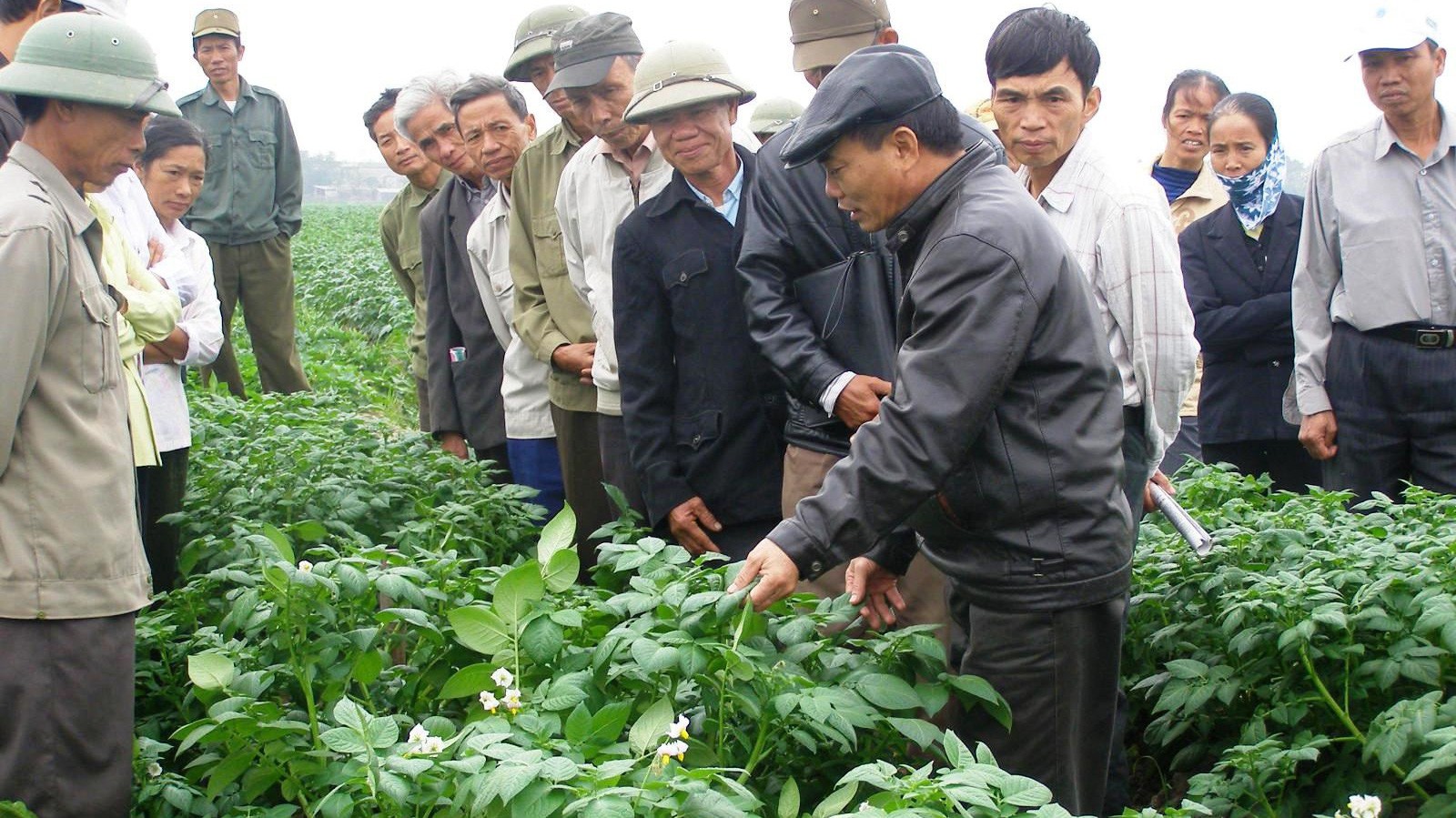 Trong kế hoạch phát triển dự án 2 giống khoai tây FL2215, FL2027 của PepsiCo đã được Bộ Nông nghiệp và Phát triển Nông thôn công nhận, cho phép sản xuất trong thương mại.