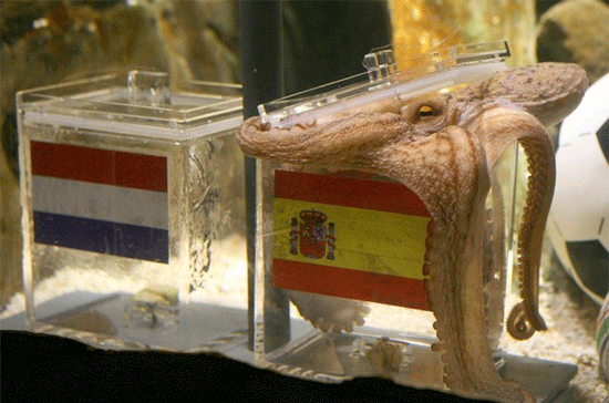 Bạch tuộc Paul dự báo đội Tây Ban Nha trở thành tân vương của World Cup hôm 9/7 - Ảnh: Getty.