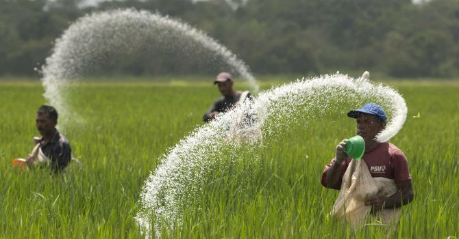 Đây là đề xuất của phía doanh nghiệp trong nước, trước làn sóng nhập khẩu phân bón giá rẻ.