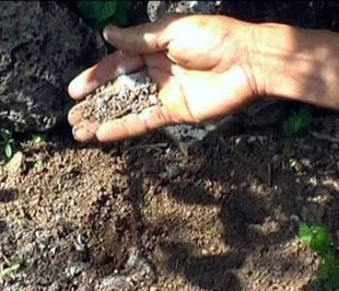 Phân bón vẫn tiếp tục bị làm giả.
