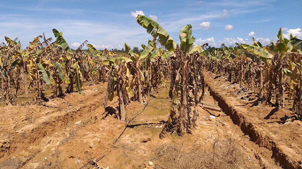 Vườn chuối của HNG bị ngập lụt tại Lào