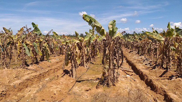 Hình ảnh diện tích chuối của HAGL bị ngập tại Lào. 