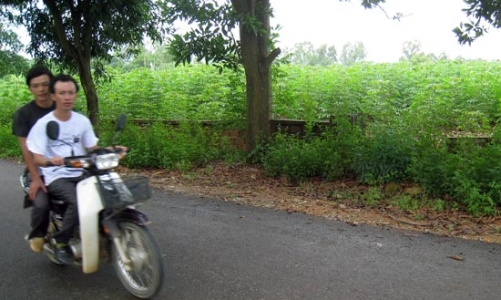 Đất Ba Vì: Bắt đầu làn sóng bán tháo?