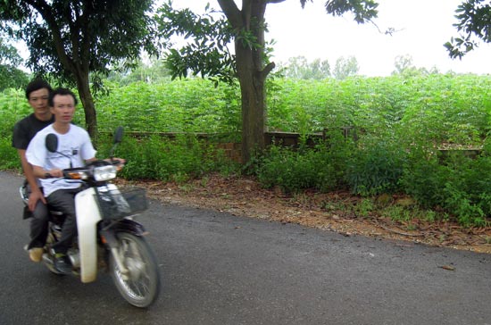 Những lô đất trên trục đường chính thôn Phú Cát này giờ được rao bán với giá giảm hơn một nửa so với hồi sốt nóng nhưng vẫn không có ai hỏi mua - Ảnh: Bảo Anh.