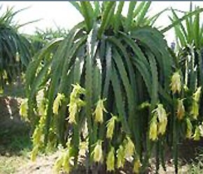 Tính đến đầu năm 2006, ĐBSCL đã thành lập được 9 hợp tác xã sản xuất và tiêu thụ cây ăn trái.