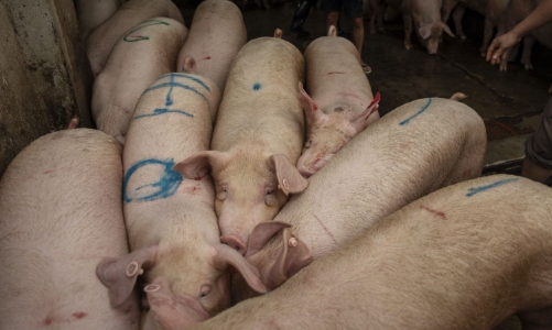 Mối lo hàng đầu của Trung Quốc năm 2020: Thịt lợn