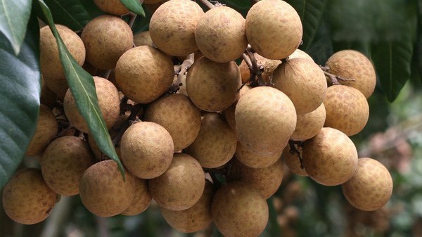 Nhãn là đặc sản ở Việt Nam và được trồng chủ yếu ở phía Bắc. 