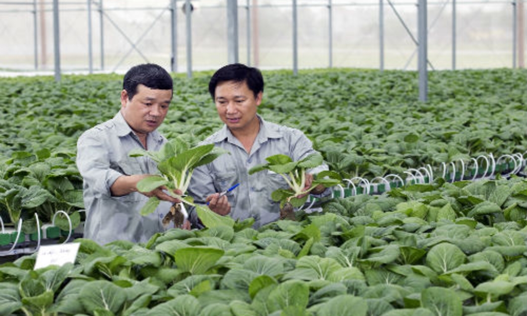 Vốn ngoại vào nông nghiệp Việt còn nhỏ giọt.