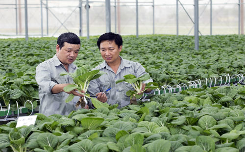 Vốn ngoại vào nông nghiệp Việt còn nhỏ giọt.