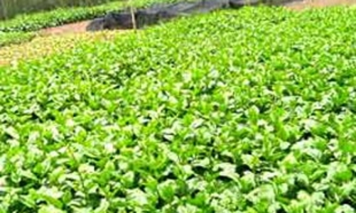 Quản lý chất lượng vệ sinh thực phẩm: Cái gì cũng thiếu