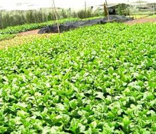 Rau an toàn hiện mới chiếm 8,5% tổng diện tích rau cả nước.