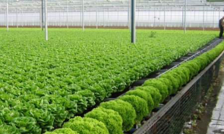 Rau màu vụ Đông đạt gần 30.000 tỷ đồng