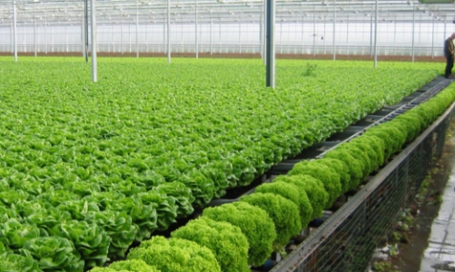 Rau màu vụ Đông đạt gần 30.000 tỷ đồng