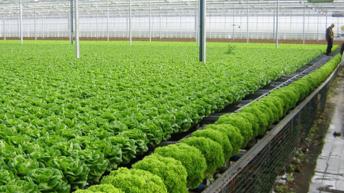 Do năng suất và giá bán tăng, thu nhập trung bình của người dân tăng khoảng 20% so với năm trước.