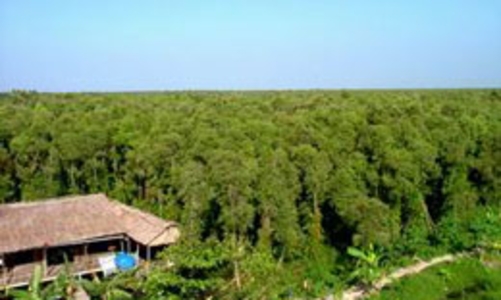 Thủ tướng kết luận việc địa phương cho thuê đất trồng rừng