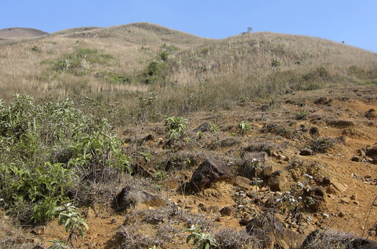 Nhiều bất cập trong quản lý, sử dụng là nguyên nhân dẫn đến tình trạng hoang hóa, lãng phí đất rừng hiện nay.