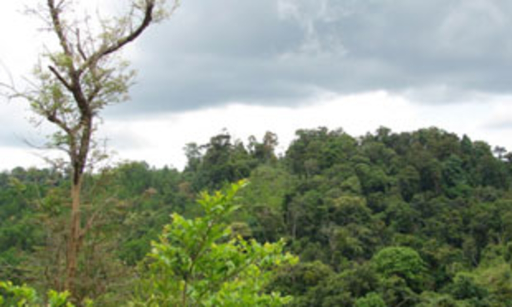 Một góc rừng Tây Nguyên.