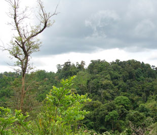 Một góc rừng Tây Nguyên.