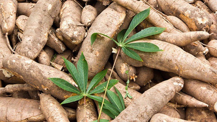 Trung Quốc đã tăng cường kiểm soát nghiêm ngặt các quy định về nhãn mác, bao bì, thông tin sản phẩm tinh bột sắn Việt Nam và siết chặt nhập khẩu qua kênh biên mậu.