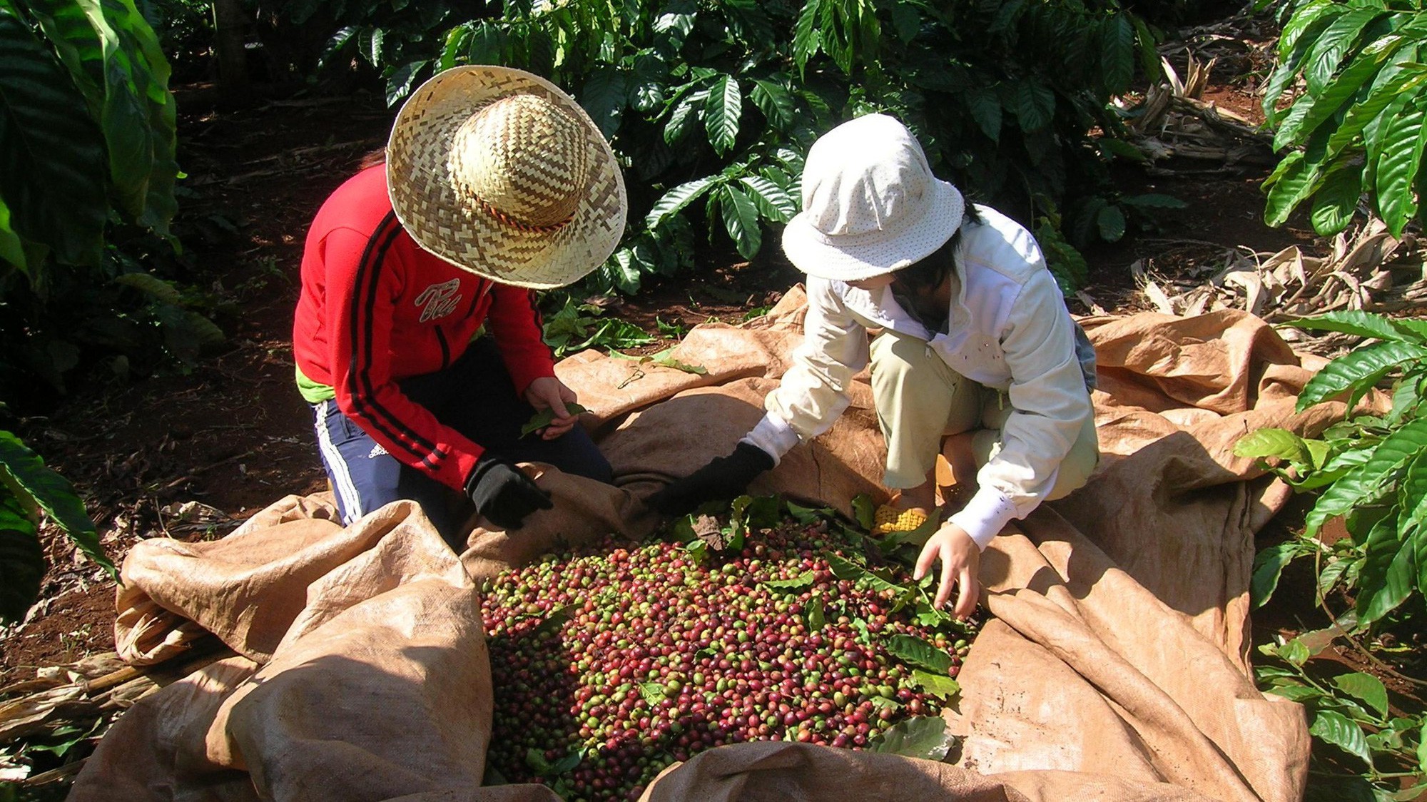 Cà phê giảm giá là do sức ép dư cung trên thị trường cà phê toàn cầu.