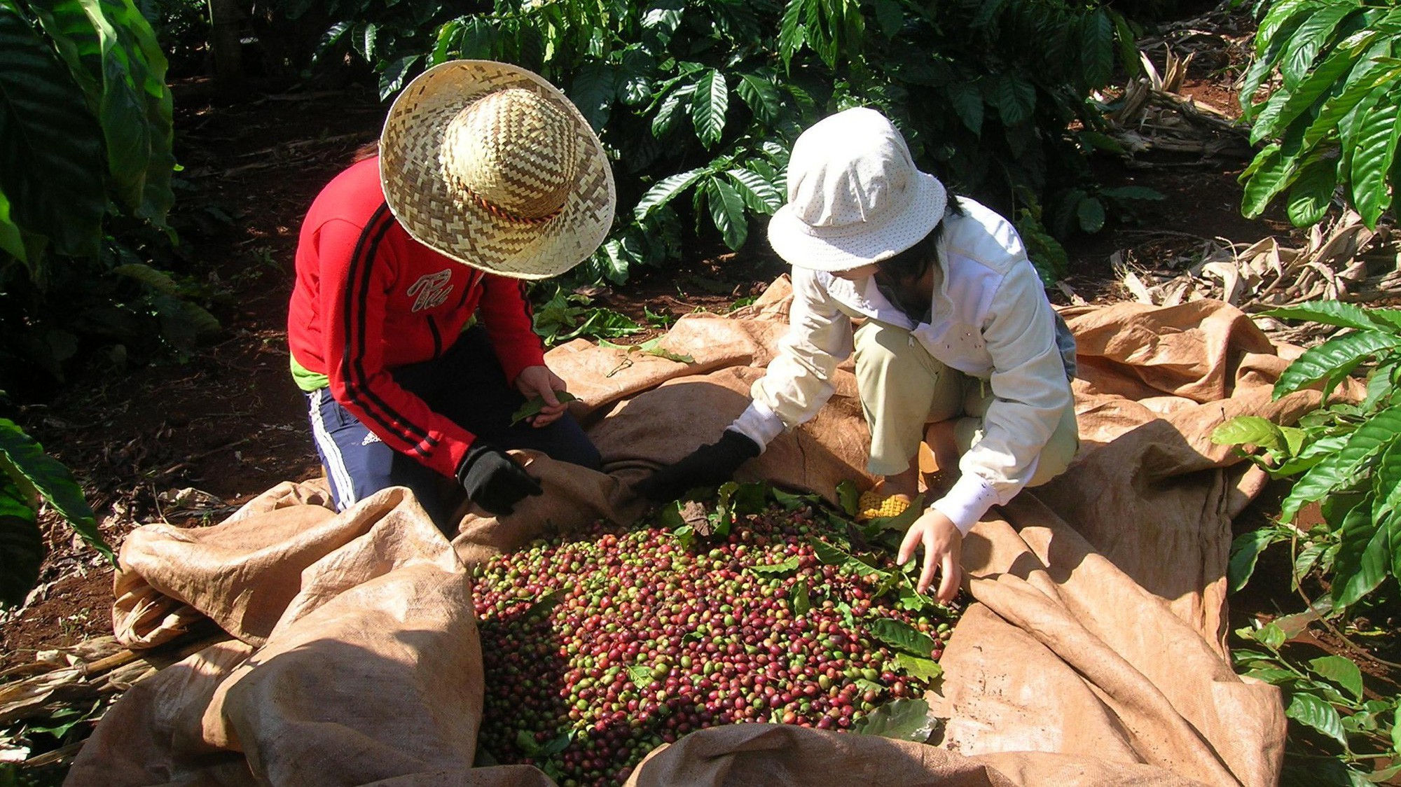 Tồn kho cà phê cuối niên vụ 2018/19 toàn cầu được dự đoán tăng sau 3 năm suy giảm liên tiếp.