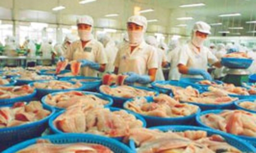Cá tra Việt Nam có khả năng bị áp thuế cao tại Brazil