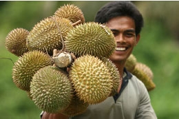 Sầu riêng là mặt hàng được ưa chuộng tại thị trường Nhật.
