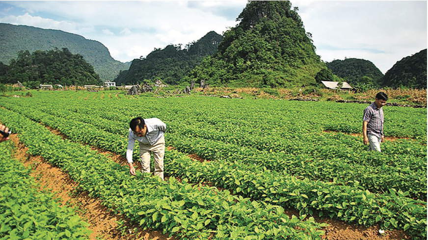 Một trong những vùng trồng dược liệu của Traphaco