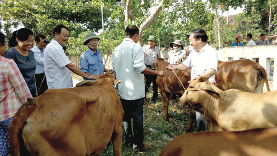 Mô hình trao bò giống sinh sản cho người nghèo mang lại hiệu quả cao