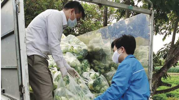 Nông dân Hải Dương đứng trước một vụ thất thu rau quả