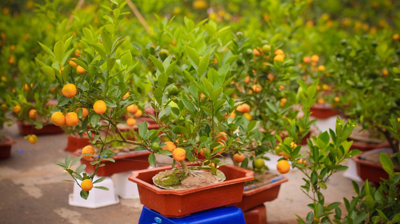 Giá bán loại quất bon sai còn cao hơn những cây quất truyền thống có kích thước lớn hơn.