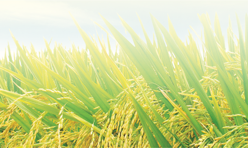 Công ty Giống cây trồng Miền Nam chuẩn bị hủy niêm yết