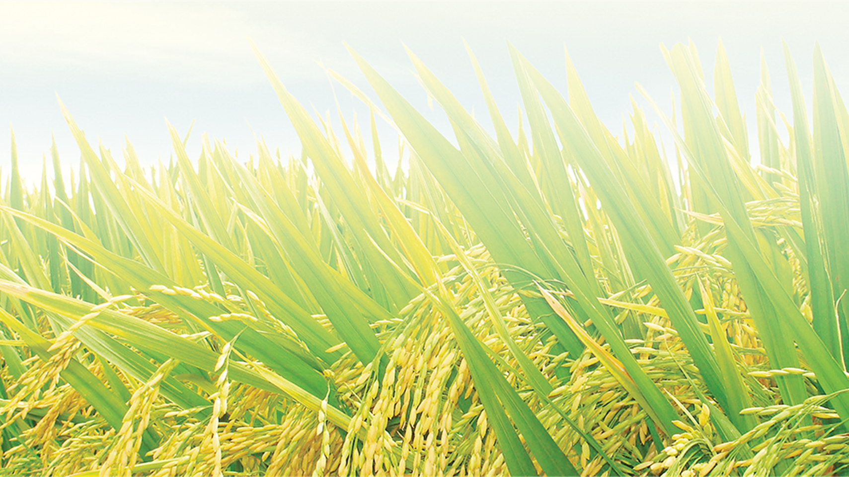 SSC đang tái cấu trúc và đổi mới toàn diện trong công tác quản trị, sản xuất kinh doanh, công tác phát triển sản phẩm, đặc biệt là công tác nghiên cứu.